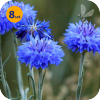 CENTAUREA CYANUS GOLIATH BLUE 8 SZTUK